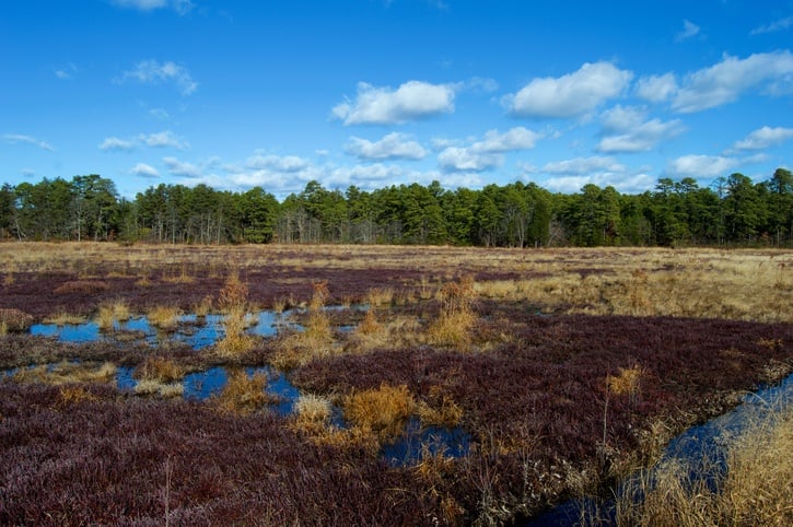 Cranberry Bogs in Pine Barrens New Jersey