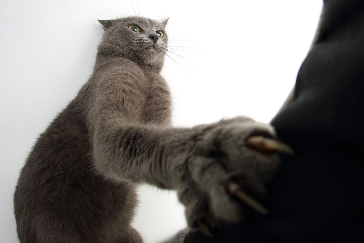 cat scratch claws