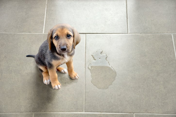 puppy accident urine