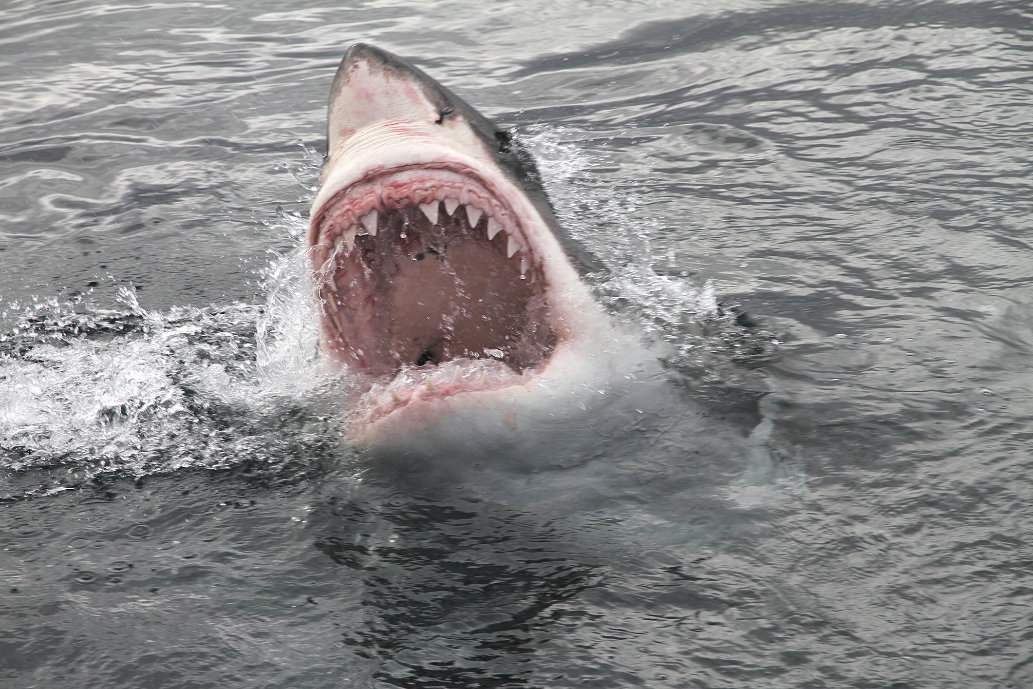 Grand requin blanc