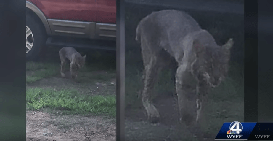 Bobcat that attacked Dede Phillips