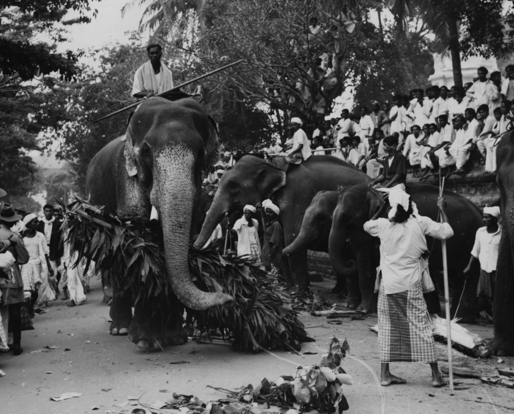 Elephants and their trainers arrive for a Raja Perahera ceremony to welcome Queen Elizabeth II on her Royal Tour in Ceylon