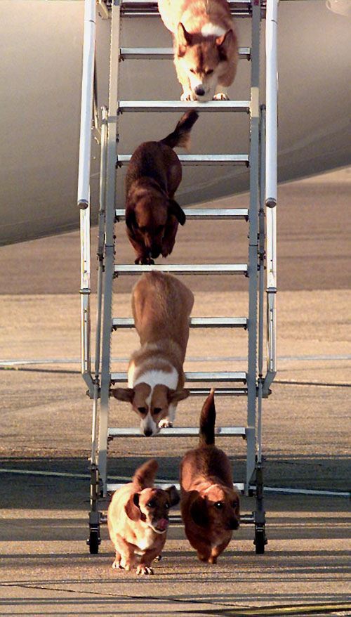 Queen Elizabeth II's dogs leave the queen's aircraft