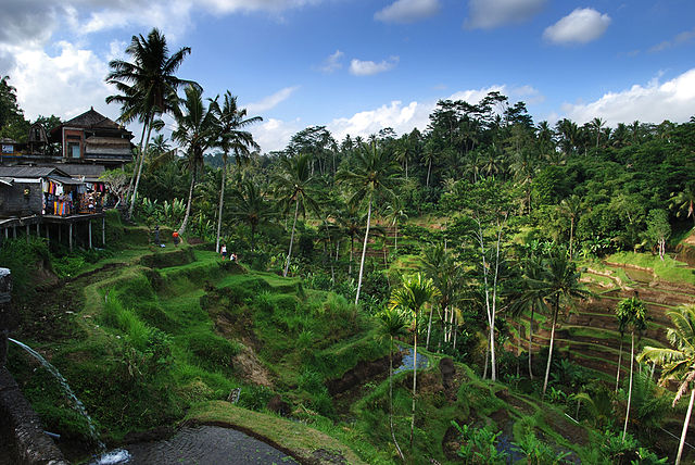 Tegallalang Rice Terrace Tegallalang Rice Terrace