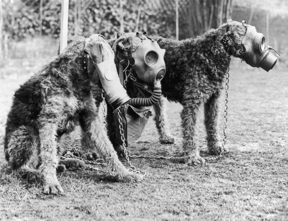 Gas masks for dogs