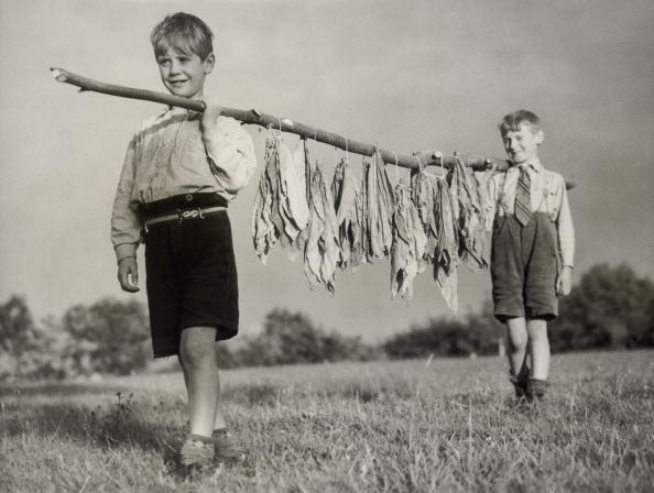 Tobacco boys