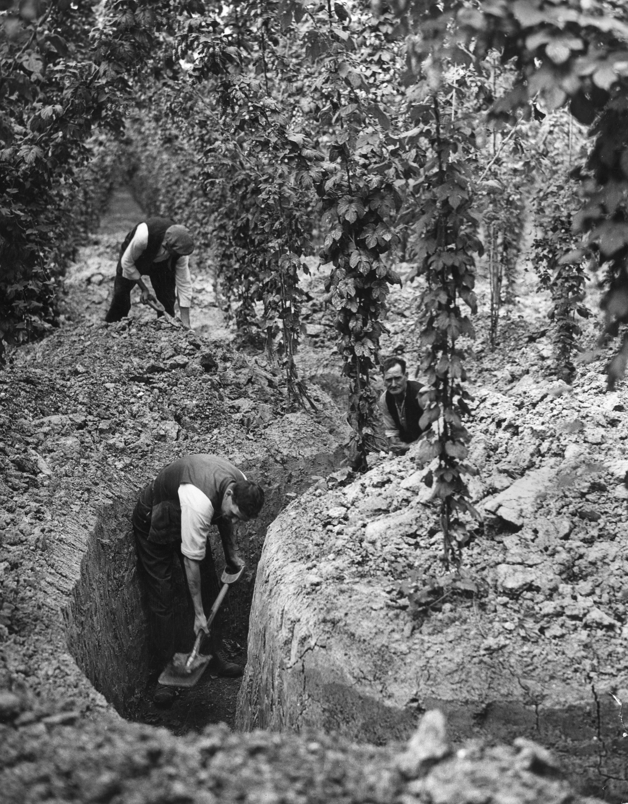 Men digging trenches to be used as air raid shelters during World War II Men digging trenches to be used as air raid shelters during World War II