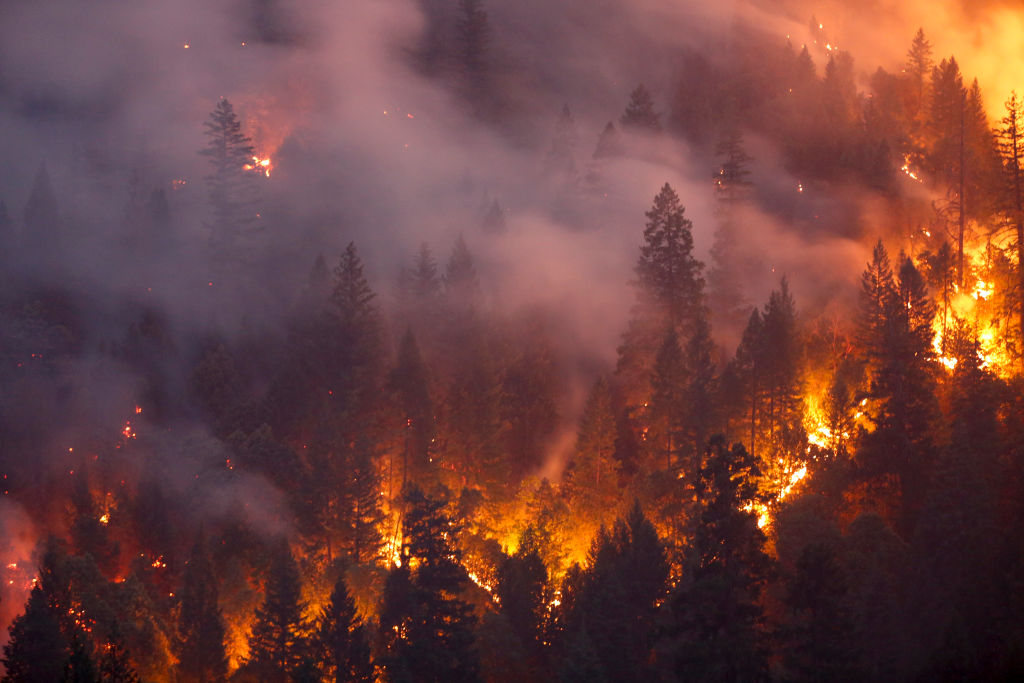 Forest Fire Forest Fire
