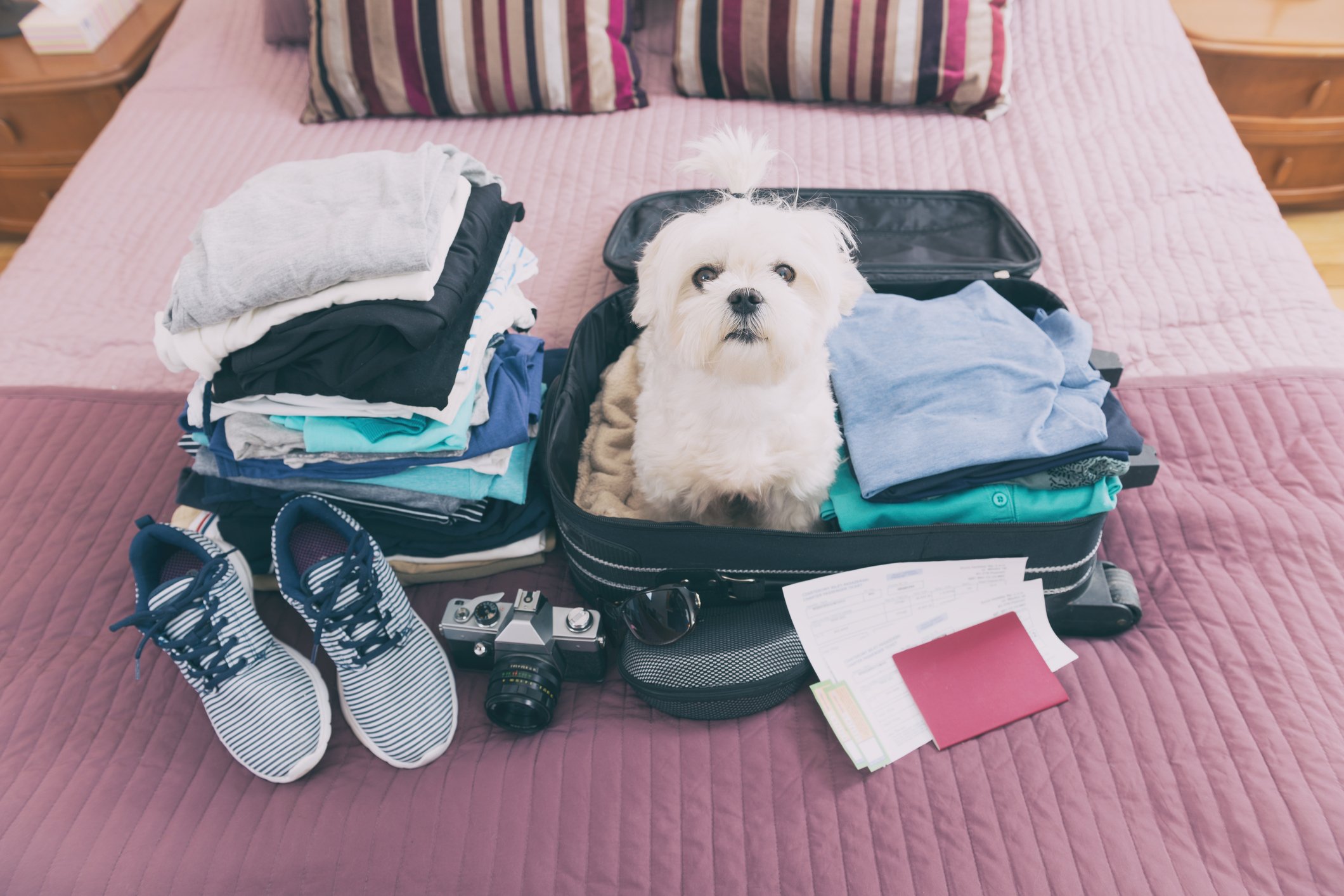Dog in a suitcase
