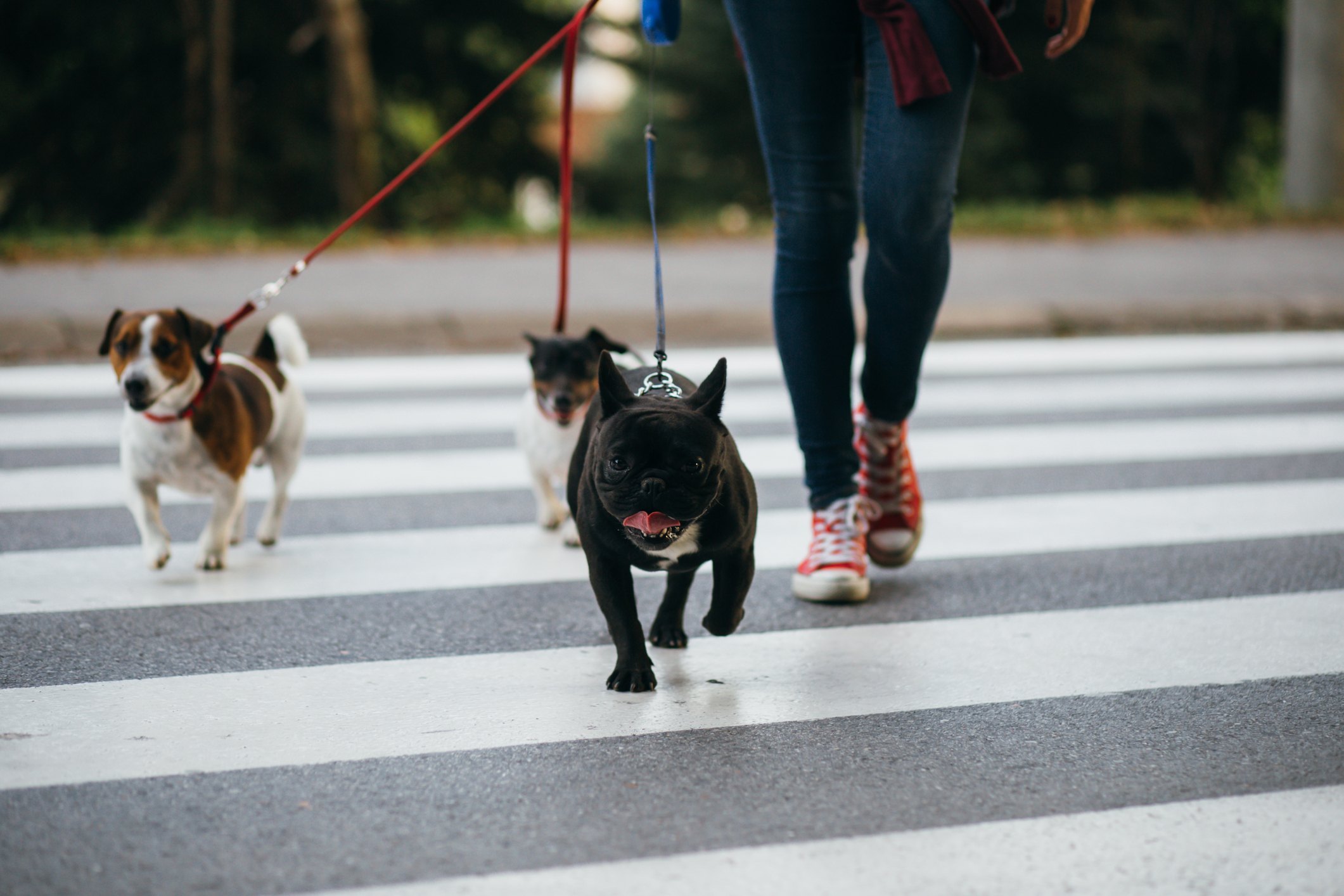 Dog walker