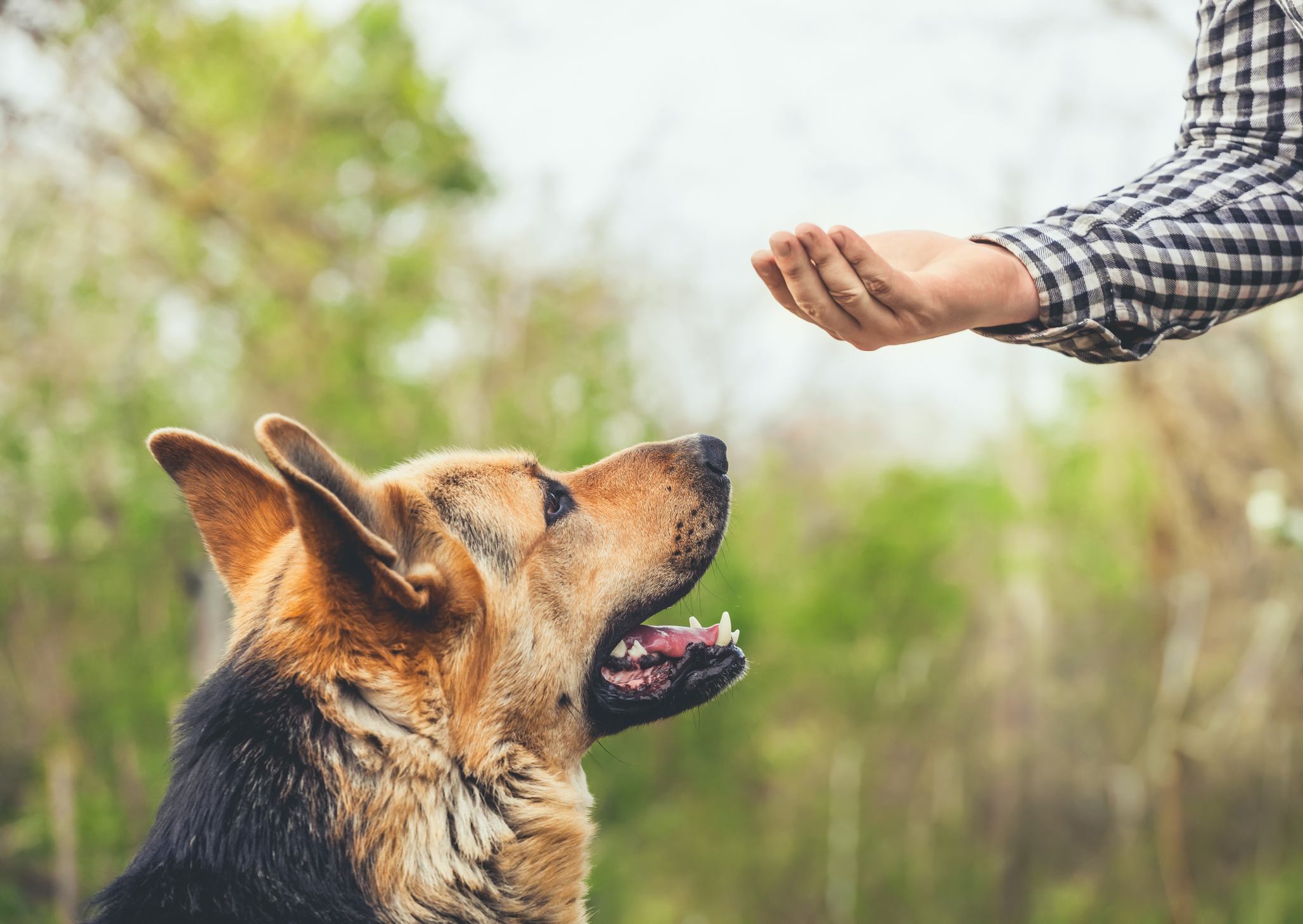 Dog training