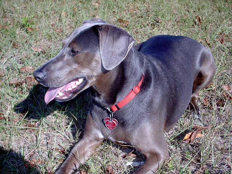Blue Lacy