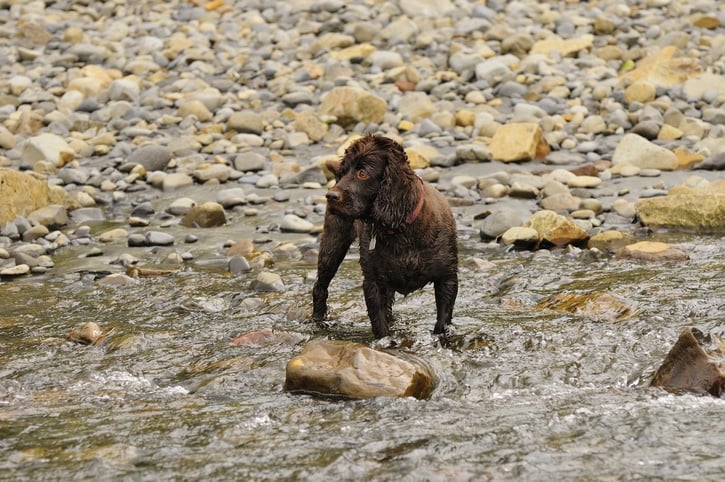 Boykin spaniel