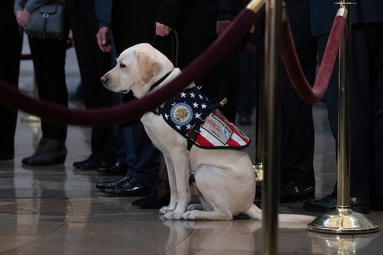 Sully, the service dog of former US President George H. W. Bush Sully, the service dog of former US President George H. W. Bush