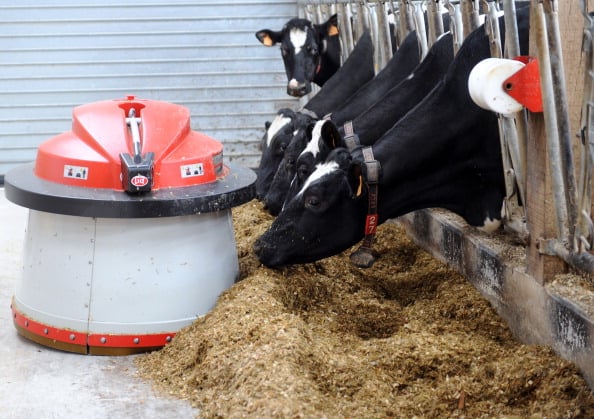 A feeding robot pushing food towards dairy cows
