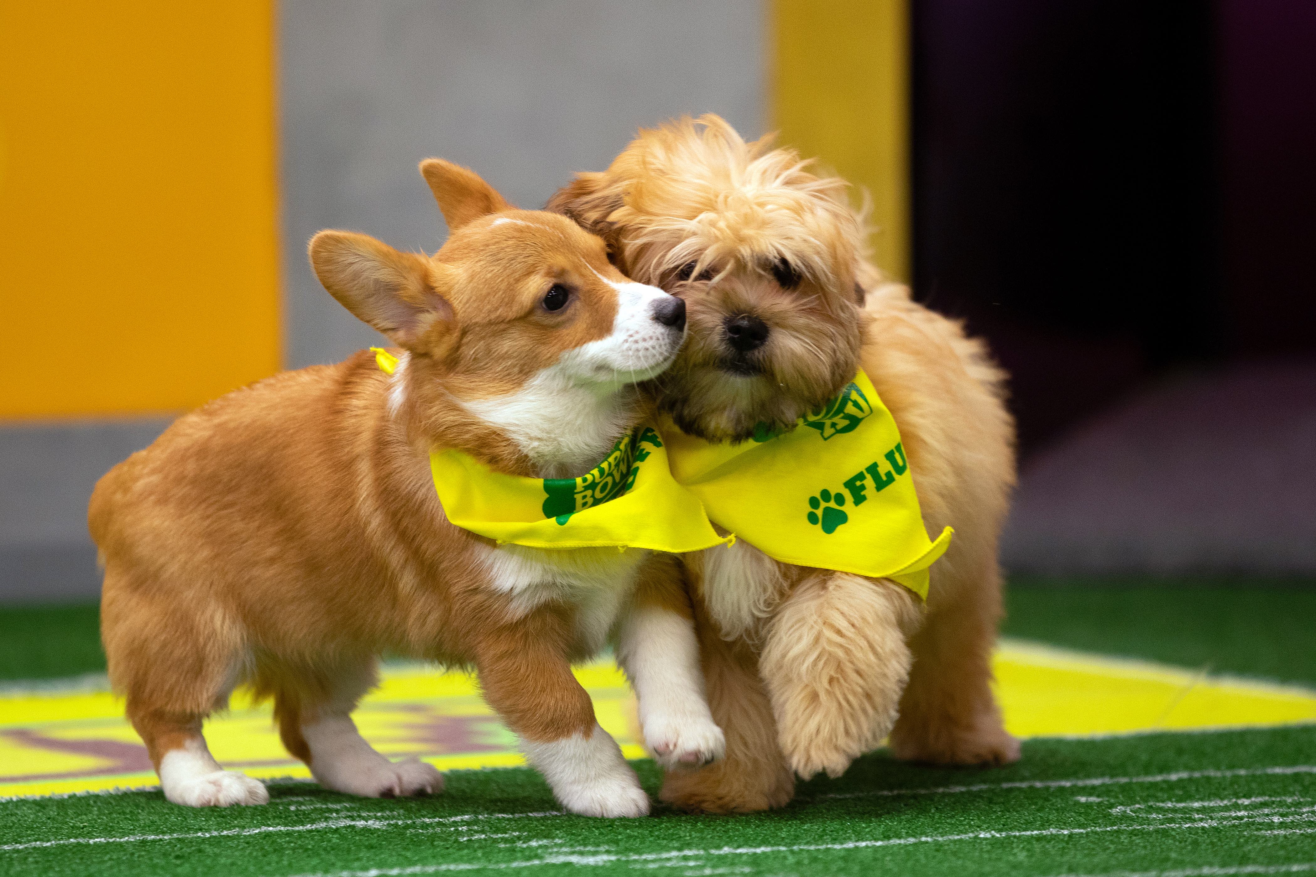 the puppy bowl 2019 channel