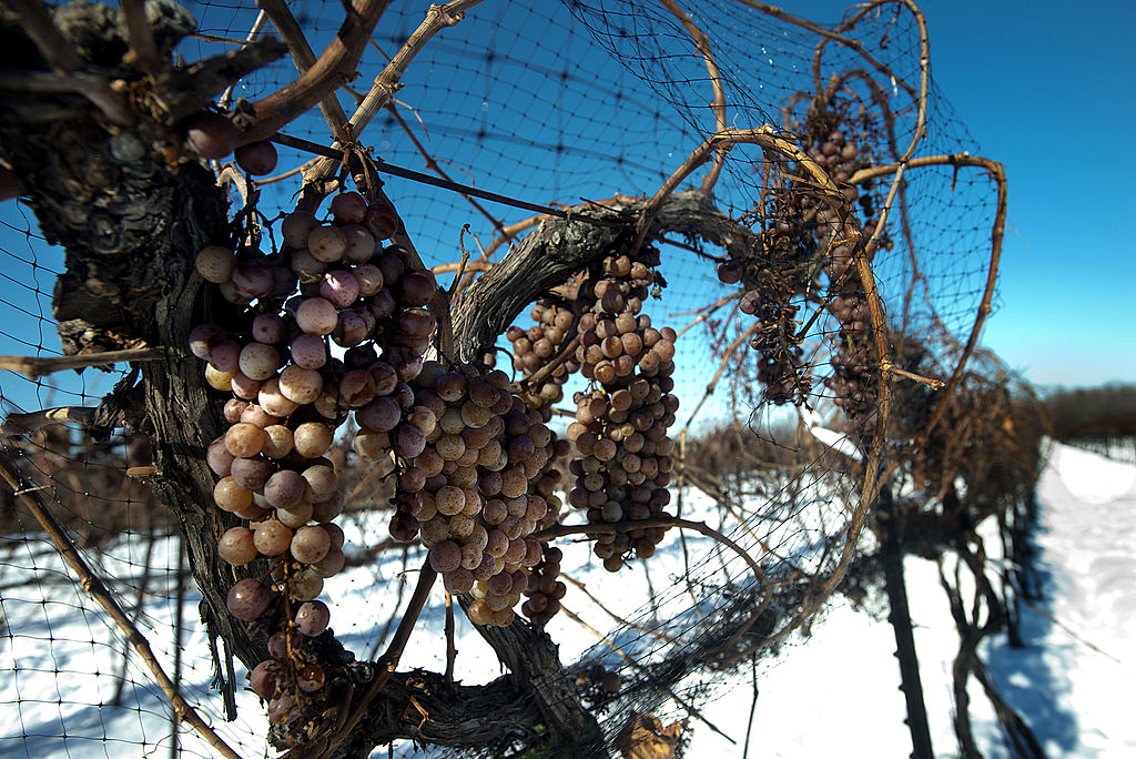 Ferrante Winery's Vidal Blanc grapes in Geneva, Ohio