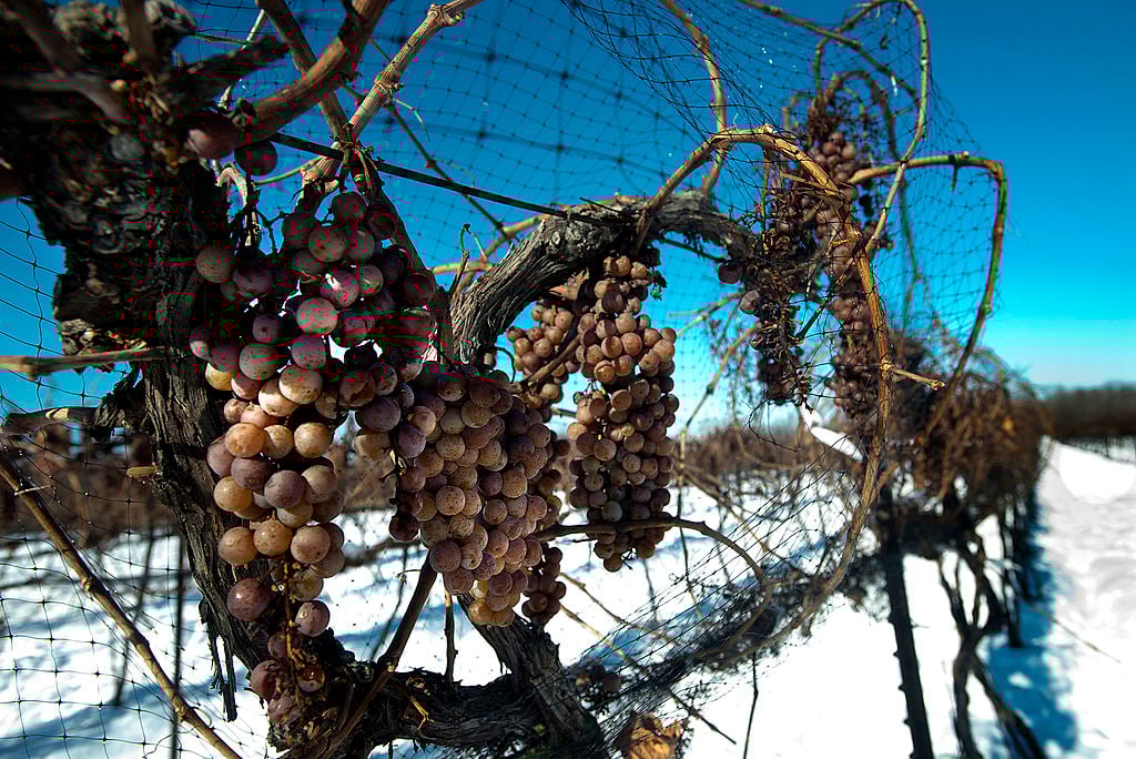Ferrante Winery's Vidal Blanc grapes in Geneva, Ohio