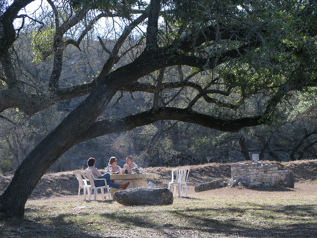 Vineyard in Texas