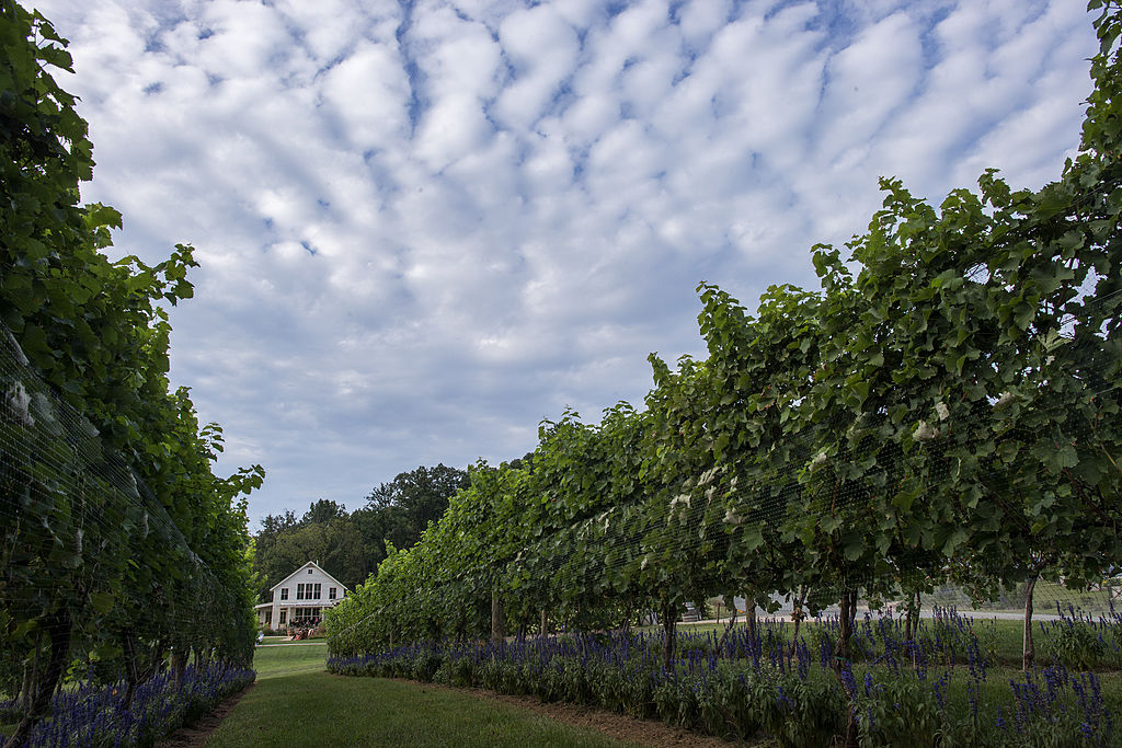 Virginia's Pippin Hill Farm and Vineyard