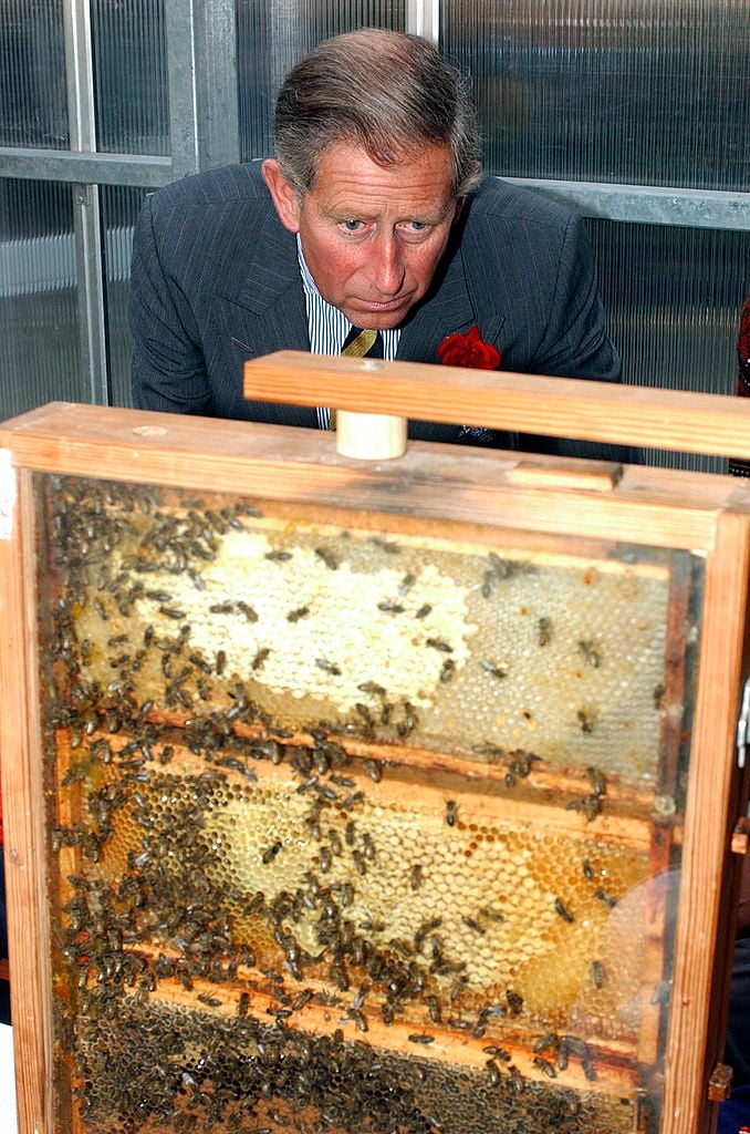 Prince Charles looking at a bee hive