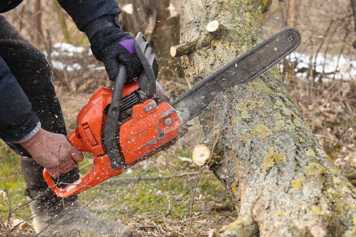 Sawing a tree trunk