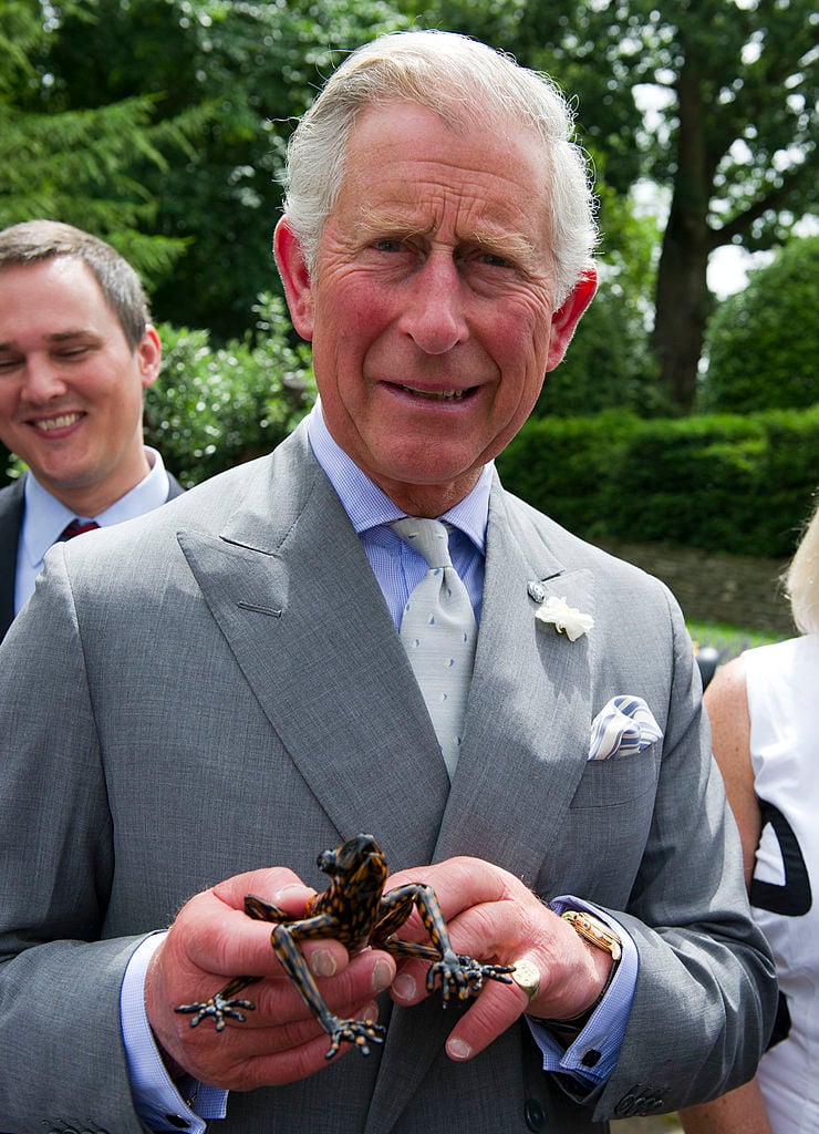 Prince Charles stream treefrog