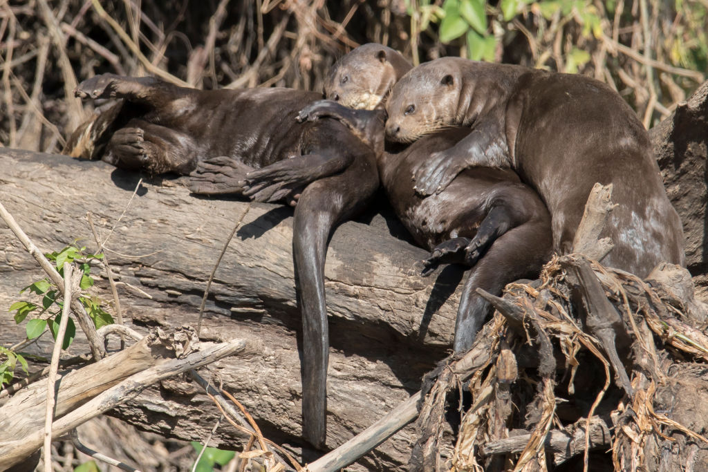 These Are the Rarest Animals in the World These Are the Rarest Animals in the World