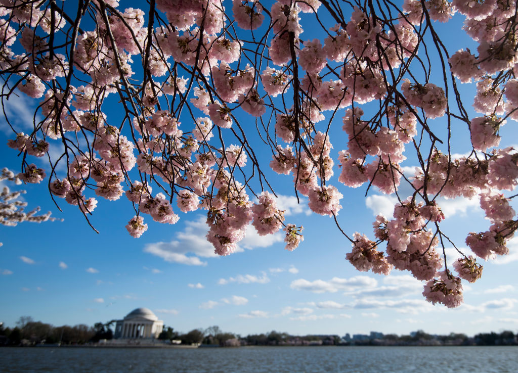 The Jefferson Memorial framed by cherry blossoms.