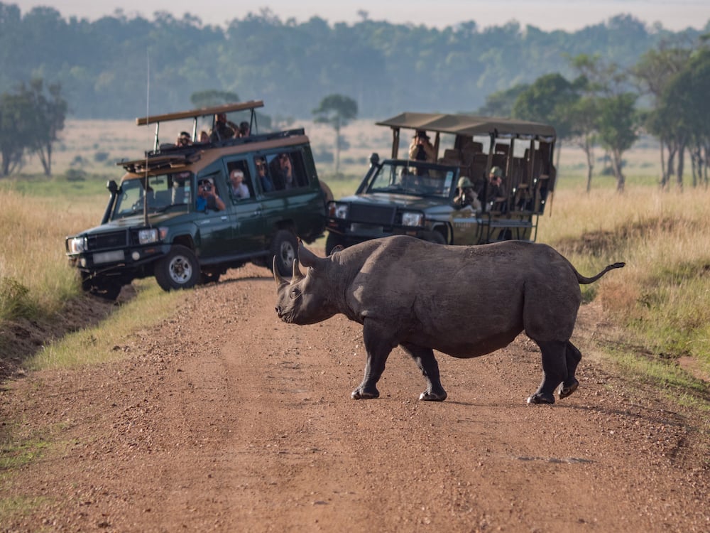 Rhino walking in front of a tour group