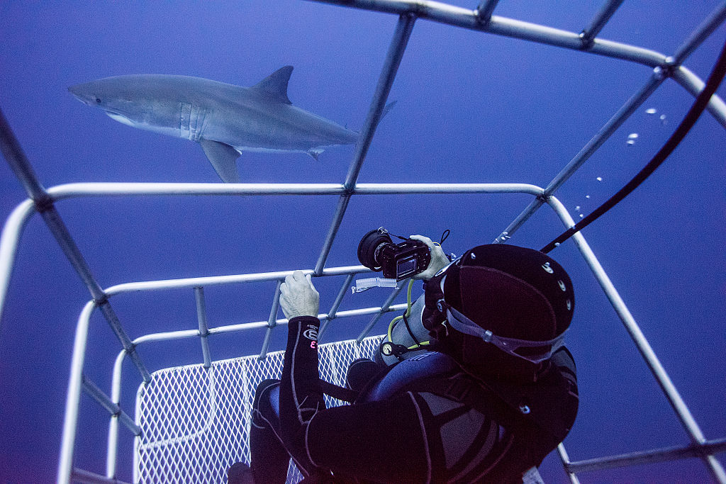 Diver in a cage photographing sharks
