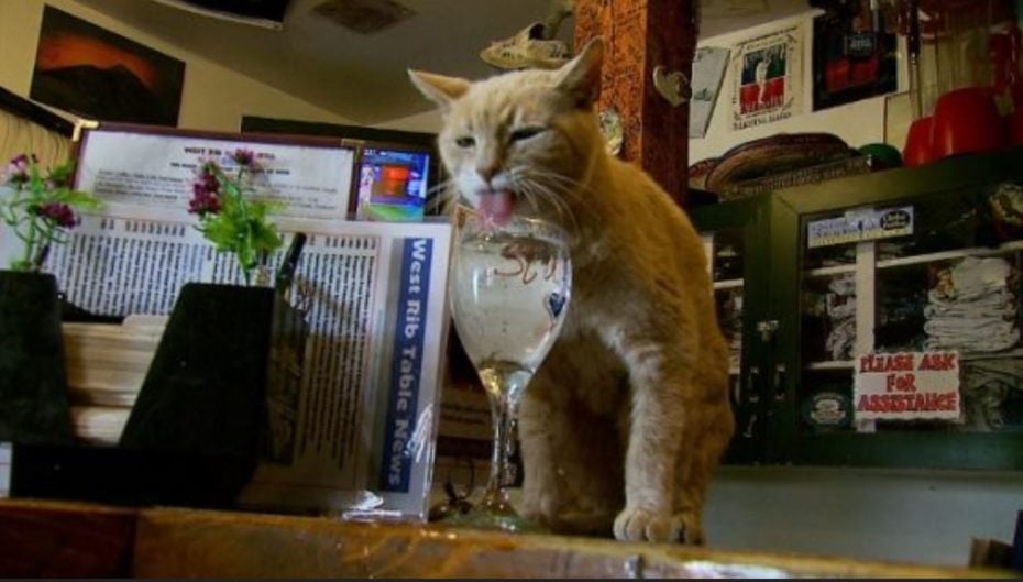 The cat mayor Talkeetna