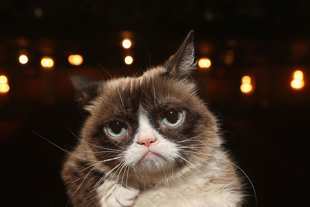 Grumpy Cat Has Died at Age 7. What Was Her Net Worth?