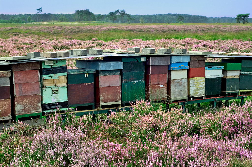 Row of colorful wooden beehives
