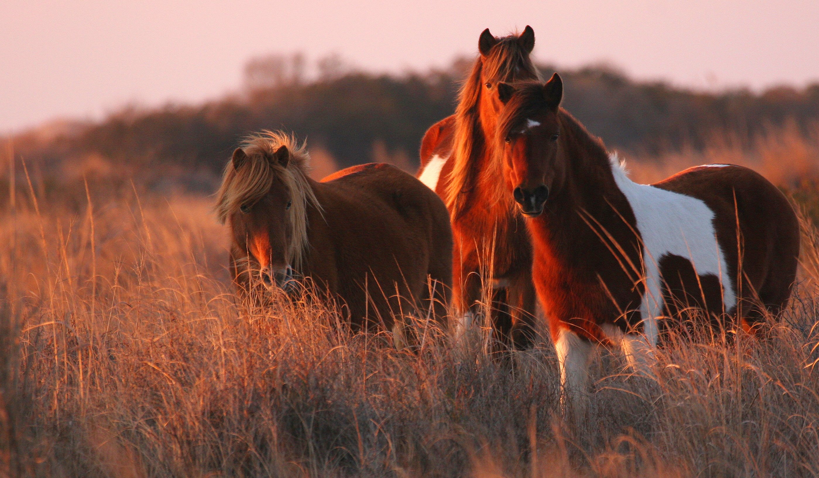 Wild horses on Assateague Island