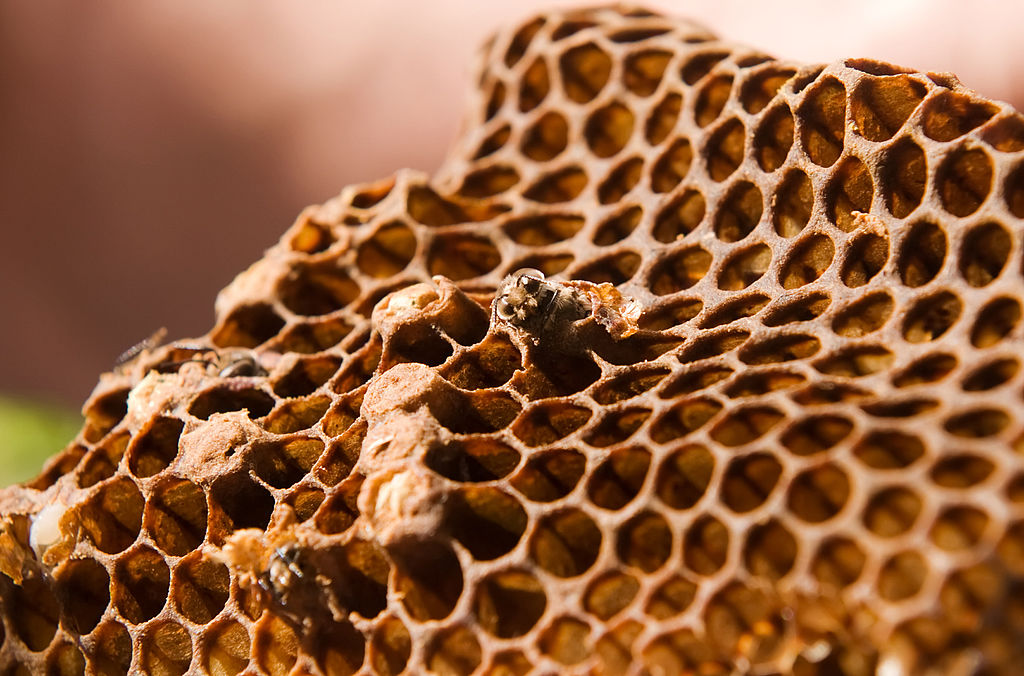 Honeybee larvae emerge from honeycomb.