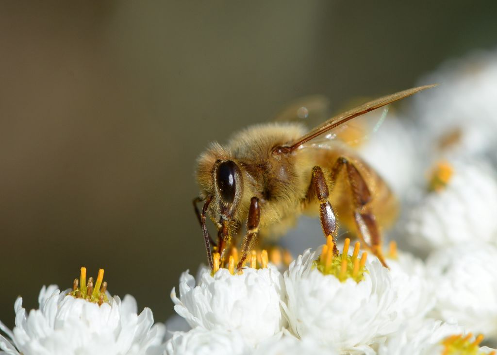 Bee pollinates a flower in Finland