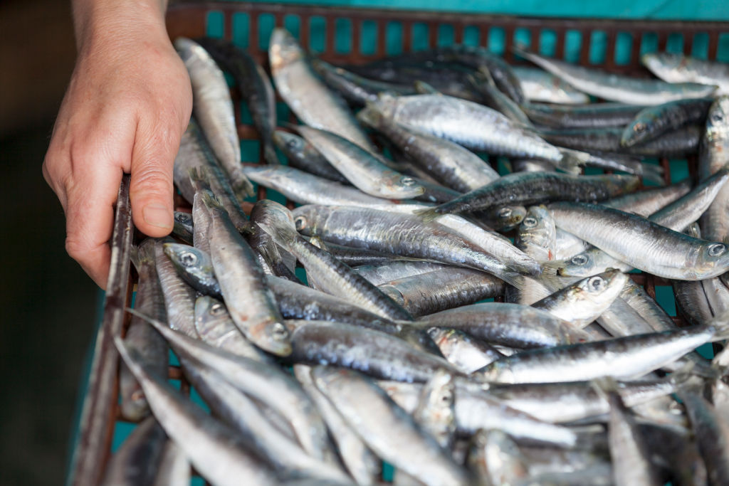 A sardine factory