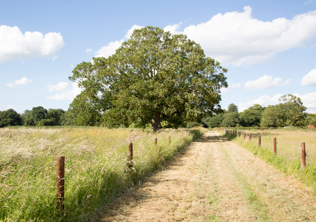 A Sycamore maple tree