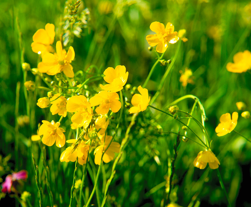 A creeping buttercup plant