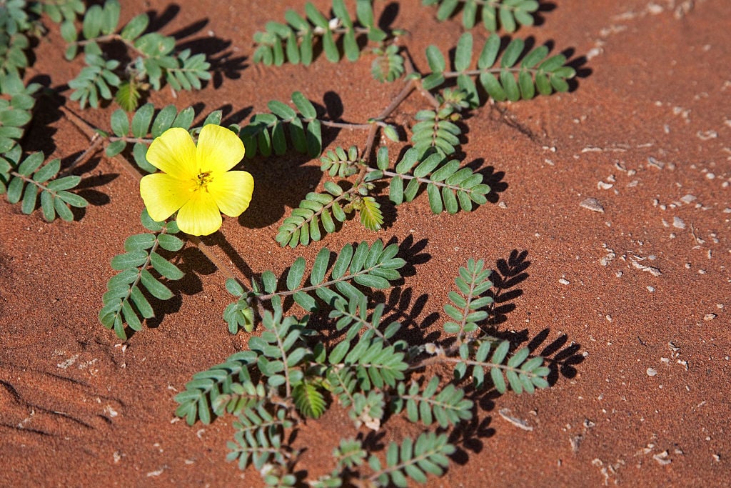 A close up of Devil's thorn