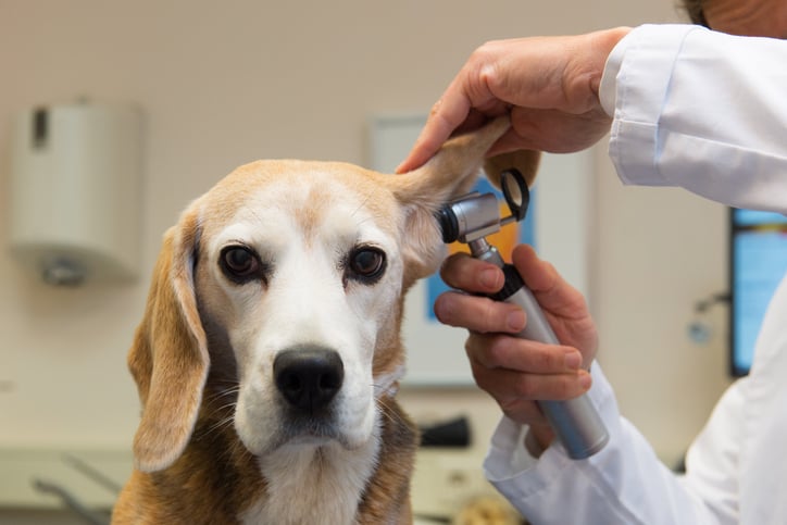 Have the dog examined by a veterinarian.