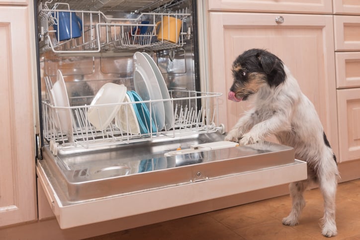 Puppy looking in a dishwasher