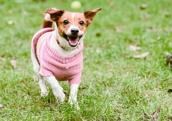Happy dog ​​running and wearing a sweater