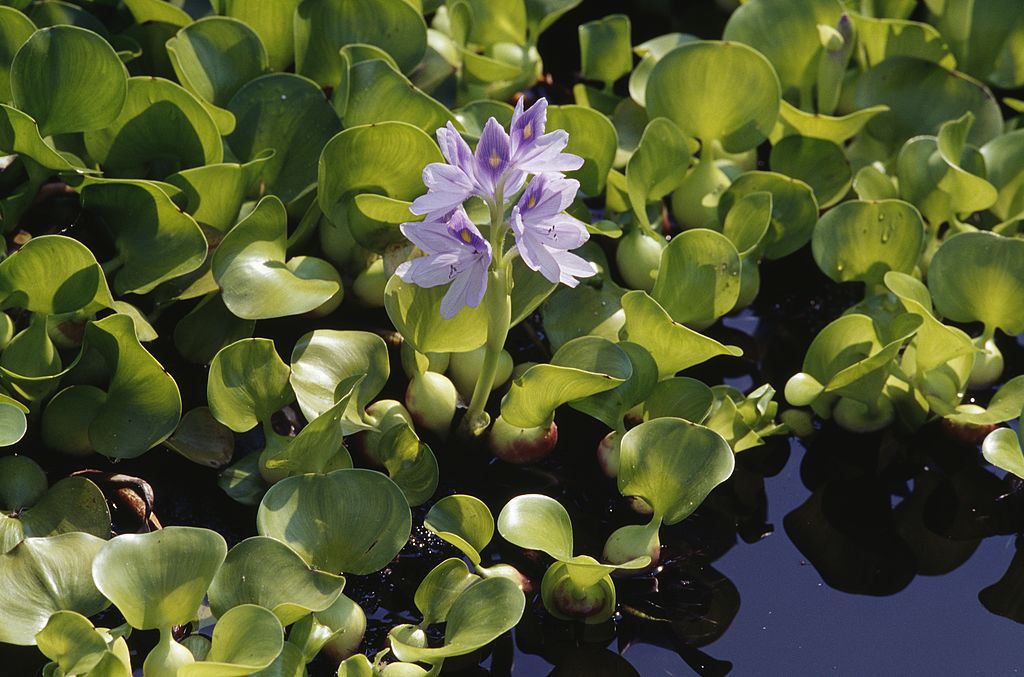 Close-up of common water hyacinth