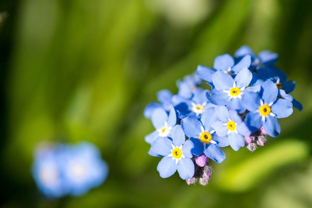 A close-up up Forget-Me-Nots