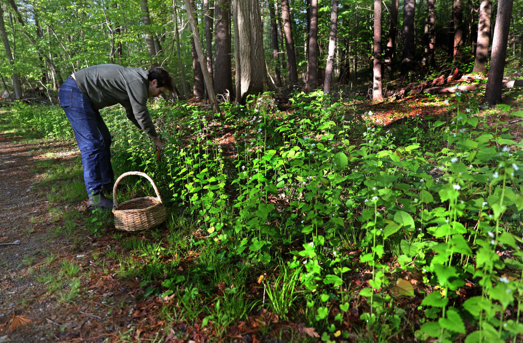 Man foraging for garlic mustard