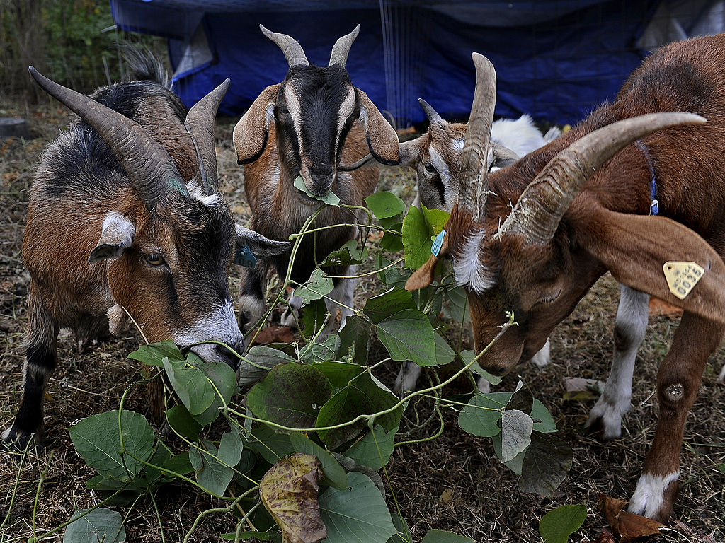 Goats eating wild kudzu