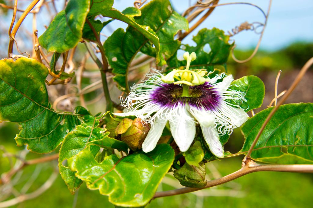 A passion flower
