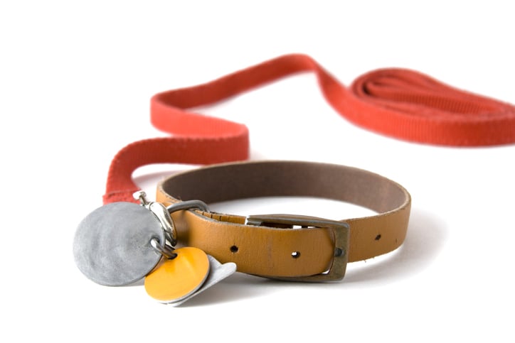 Dog collar with red belt.